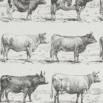 vaches races normande charolaise durham 1930, planche zoologie bovine