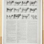 vaches races normande charolaise durham 1930, planche zoologie bovine