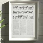 vaches races normande charolaise durham 1930, planche zoologie bovine