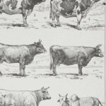 vaches races normande charolaise durham 1930, planche zoologie bovine