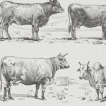 vaches races normande charolaise durham 1930, planche zoologie bovine