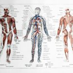 planche anatomique de l’homme, squelette, système nerveux, circulation