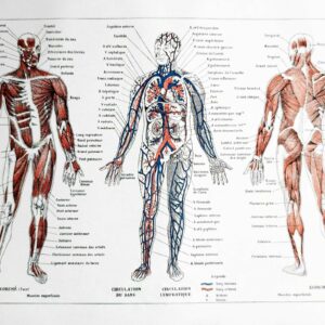 planche anatomique de l’homme, squelette, système nerveux, circulation