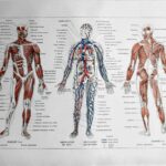 planche anatomique de l’homme, squelette, système nerveux, circulation