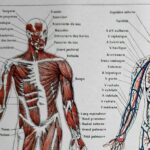 planche anatomique de l’homme, squelette, système nerveux, circulation