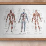 planche anatomique de l’homme, squelette, système nerveux, circulation