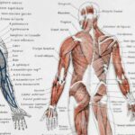 planche anatomique de l’homme, squelette, système nerveux, circulation