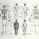 planche anatomique de l’homme, squelette, système nerveux, circulation