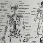 planche anatomique de l’homme, squelette, système nerveux, circulation