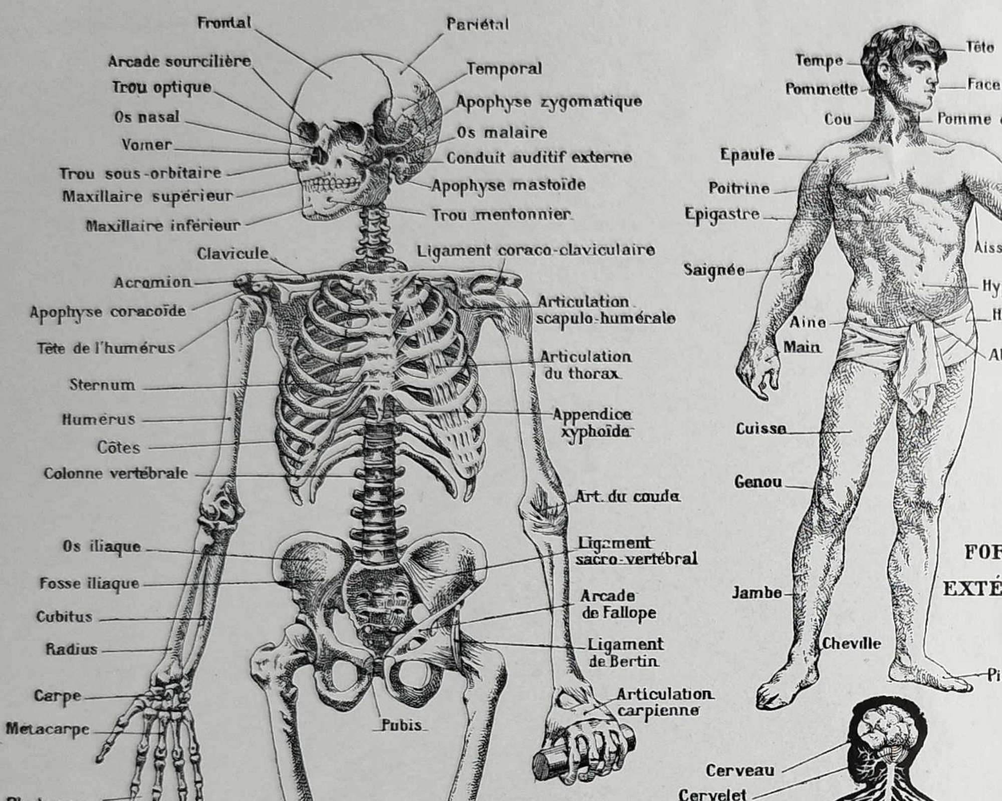planche anatomique de l’homme, squelette, système nerveux, circulation