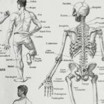 planche anatomique de l’homme, squelette, système nerveux, circulation