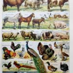 animaux domestiques, planche zoologique 1948