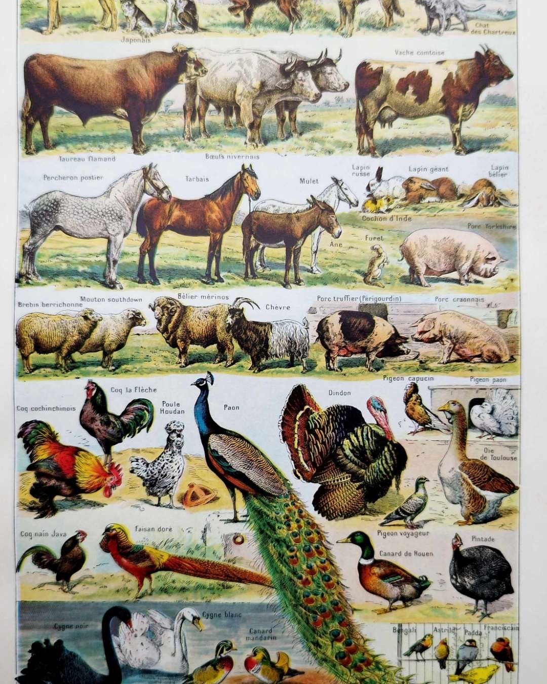 animaux domestiques, planche zoologique 1948