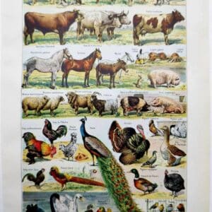 animaux domestiques, planche zoologique 1948