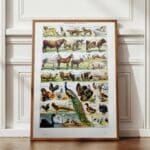 animaux domestiques, planche zoologique 1948