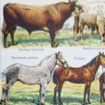 animaux domestiques, planche zoologique 1948