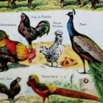 animaux domestiques, planche zoologique 1948