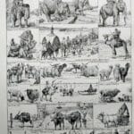 animaux domestiques, planche zoologique 1948