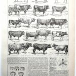 collection complète de races de bœufs, planche zoologique vintage de 1948