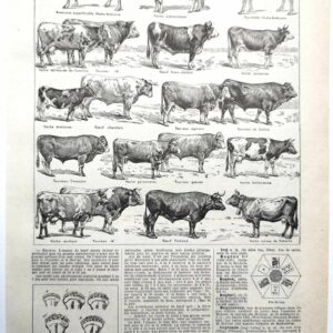 collection complète de races de bœufs, planche zoologique vintage de 1948