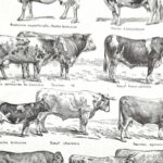 collection complète de races de bœufs, planche zoologique vintage de 1948