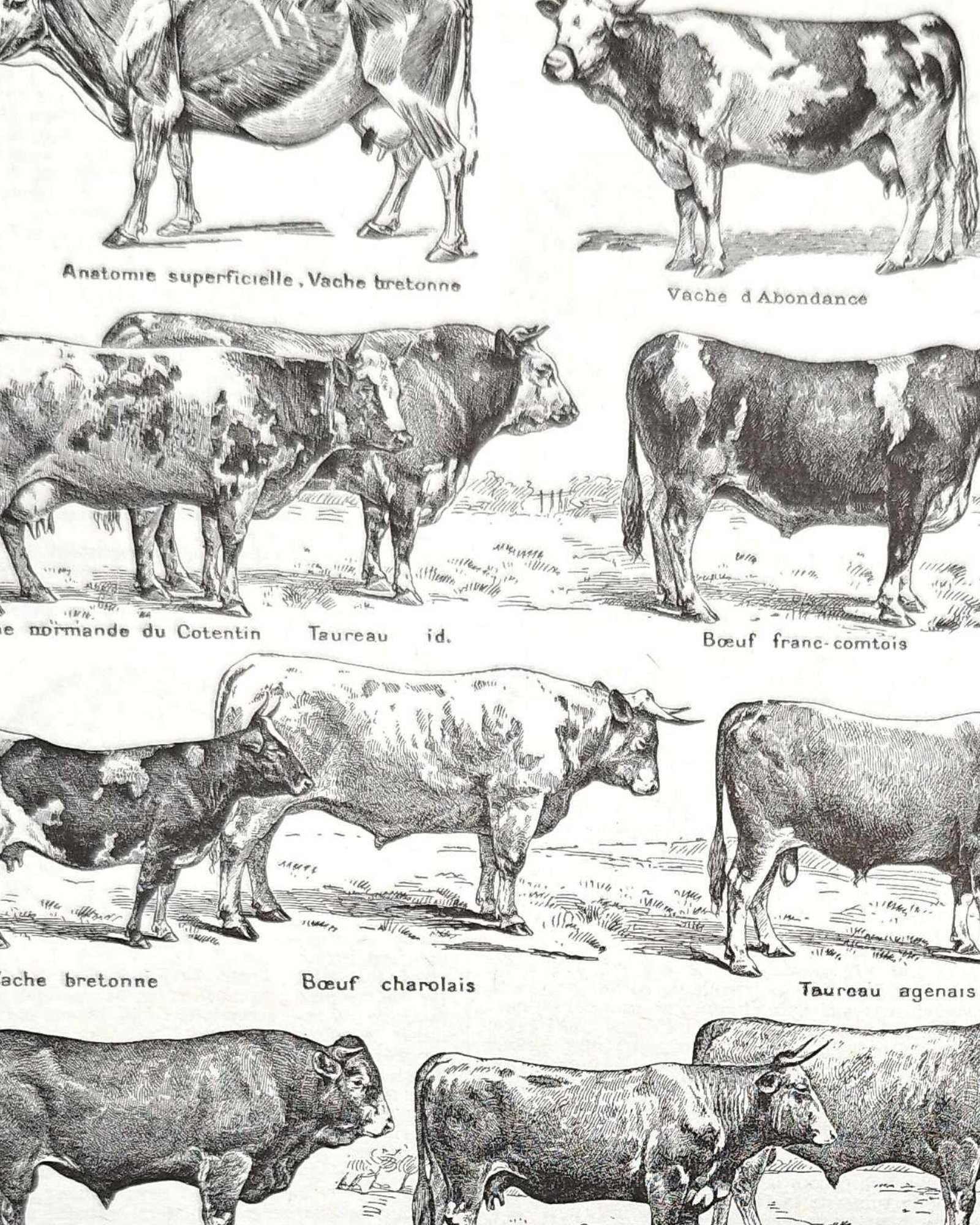 collection complète de races de bœufs, planche zoologique vintage de 1948