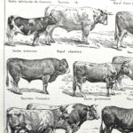 collection complète de races de bœufs, planche zoologique vintage de 1948