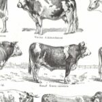 collection complète de races de bœufs, planche zoologique vintage de 1948