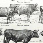 collection complète de races de bœufs, planche zoologique vintage de 1948