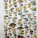 champignons du monde en planche mycologique, illustrations anciennes 1948