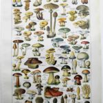 champignons du monde en planche mycologique, illustrations anciennes 1948