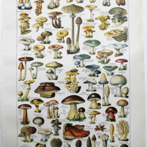 champignons du monde en planche mycologique, illustrations anciennes 1948