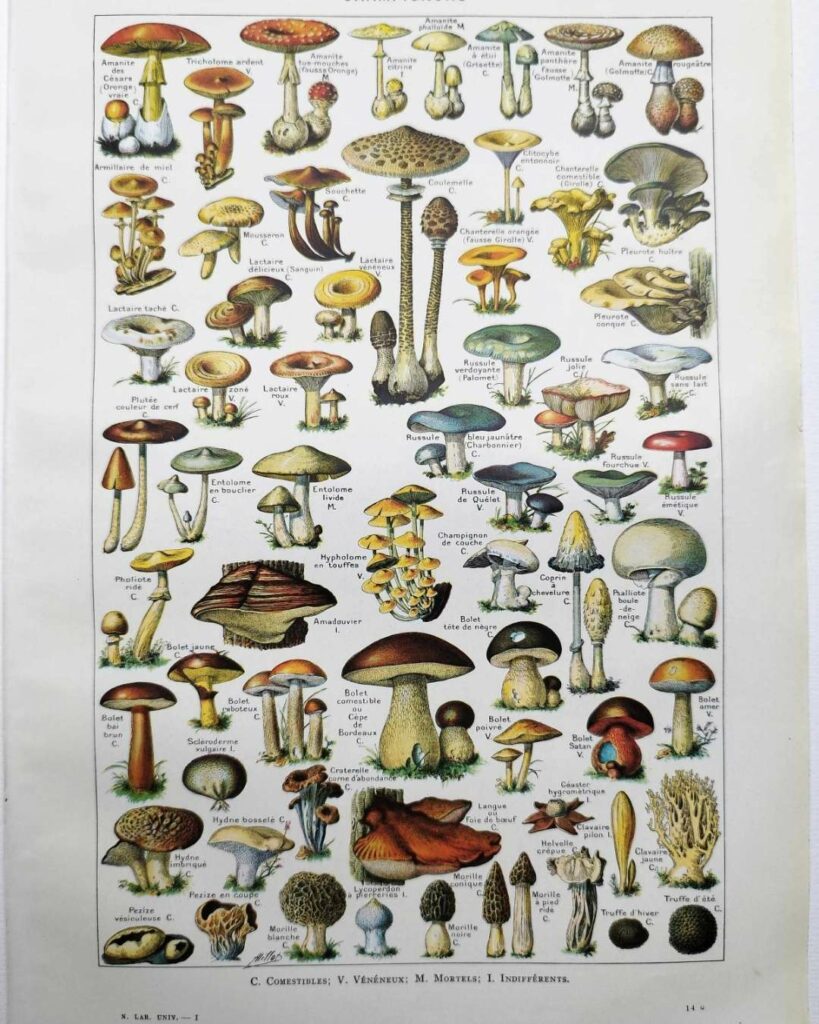 champignons du monde en planche mycologique, illustrations anciennes 1948