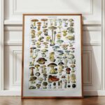 champignons du monde en planche mycologique, illustrations anciennes 1948