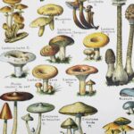 champignons du monde en planche mycologique, illustrations anciennes 1948