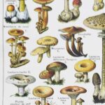 champignons du monde en planche mycologique, illustrations anciennes 1948