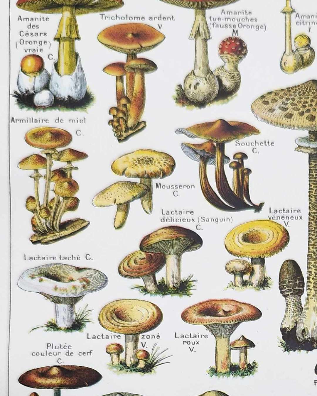 champignons du monde en planche mycologique, illustrations anciennes 1948