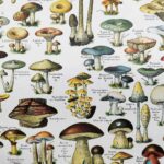 champignons du monde en planche mycologique, illustrations anciennes 1948