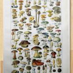 champignons du monde en planche mycologique, illustrations anciennes 1948