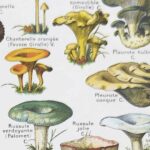 champignons du monde en planche mycologique, illustrations anciennes 1948