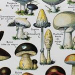 champignons du monde en planche mycologique, illustrations anciennes 1948