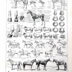 collection complète d’anatomie et races de chevaux, planche scientifique vintage de 1948