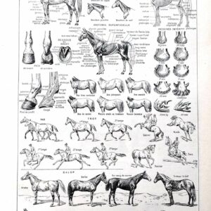 collection complète d’anatomie et races de chevaux, planche scientifique vintage de 1948