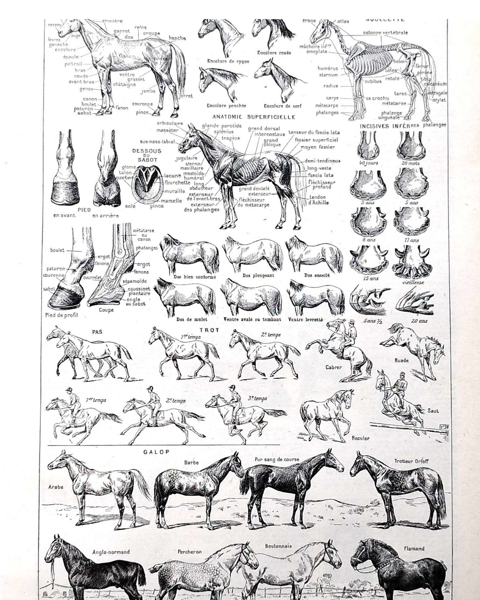collection complète d’anatomie et races de chevaux, planche scientifique vintage de 1948