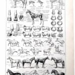 collection complète d’anatomie et races de chevaux, planche scientifique vintage de 1948