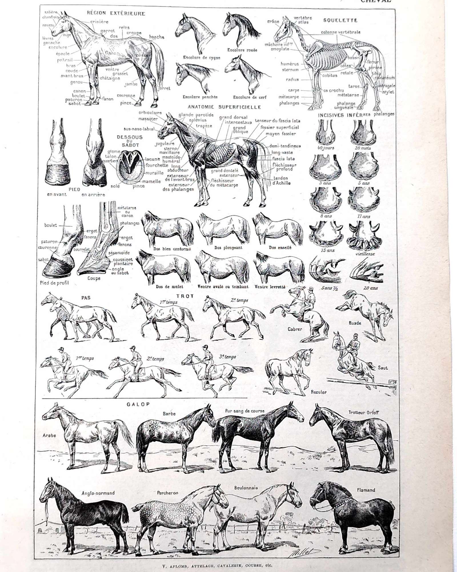 collection complète d’anatomie et races de chevaux, planche scientifique vintage de 1948