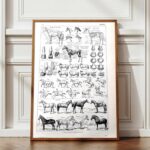 collection complète d’anatomie et races de chevaux, planche scientifique vintage de 1948