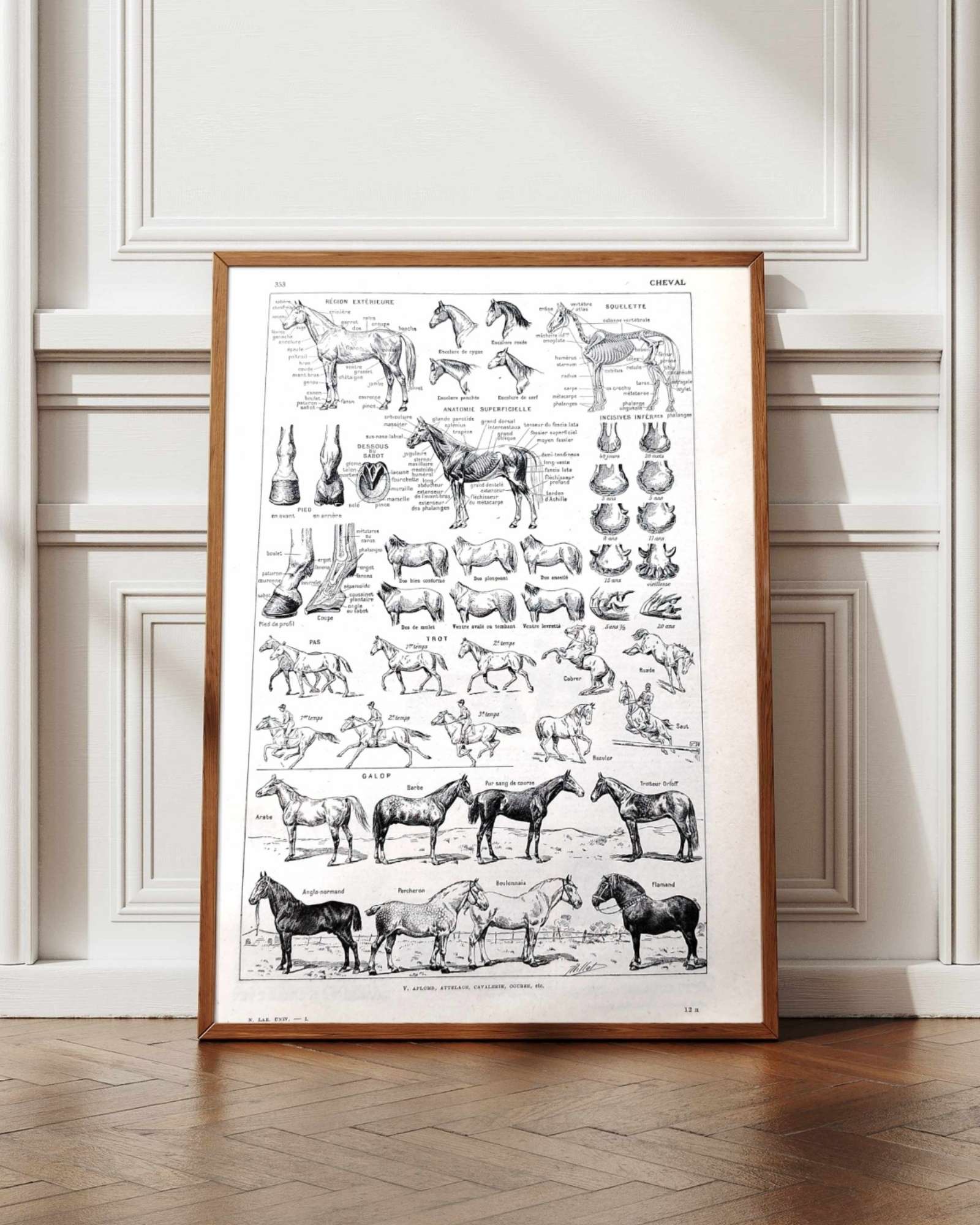 collection complète d’anatomie et races de chevaux, planche scientifique vintage de 1948