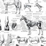 collection complète d’anatomie et races de chevaux, planche scientifique vintage de 1948