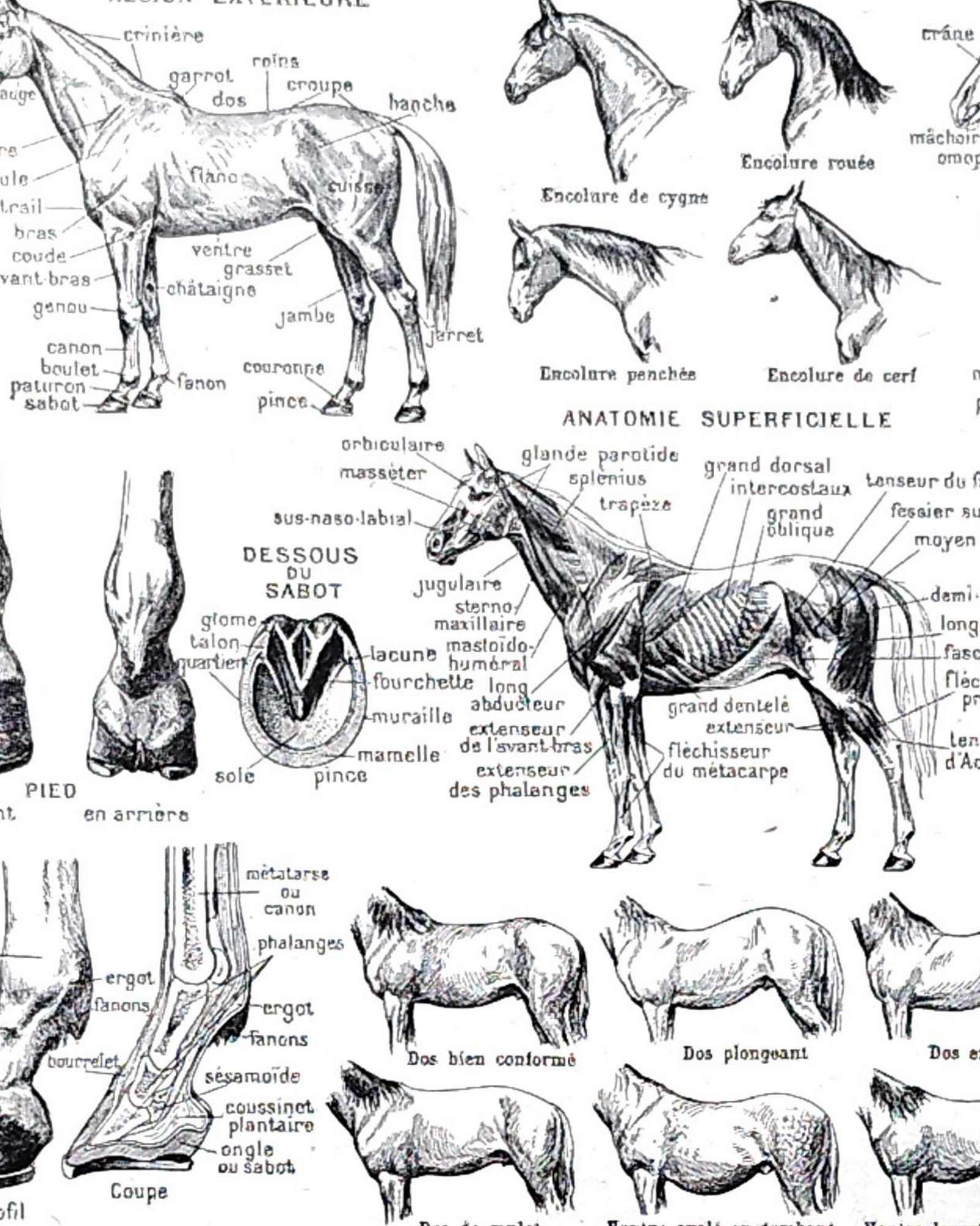 collection complète d’anatomie et races de chevaux, planche scientifique vintage de 1948